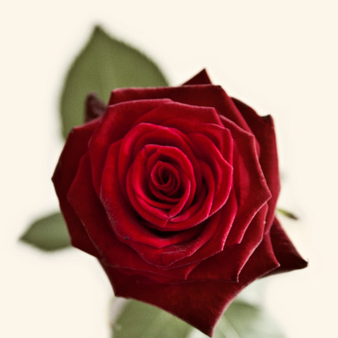 detail-rose-rouge